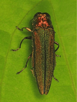 EAB News Flash