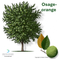Osage-orange
