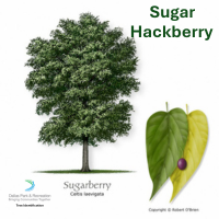 Sugar Hackberry