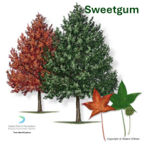 Sweet Gum