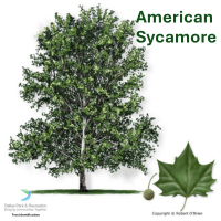 American Sycamore