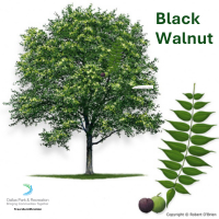 Black Walnut