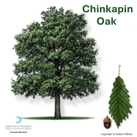 Chinkapin Oak